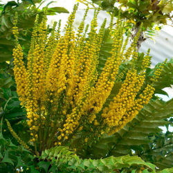 Mahonia, Leatherleaf